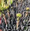 Image result for "myra Affinis". Size: 103 x 107. Source: littleprinceplants.com