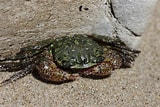 Image result for Pachygrapsus crassipes. Size: 160 x 107. Source: www.flickr.com