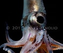 Image result for "pyroteuthis Margaritifera". Size: 127 x 107. Source: www.anotheca.com