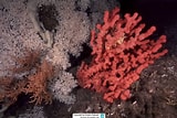 Image result for Lophelia pertusa Habitat. Size: 160 x 107. Source: dk.reeflex.net