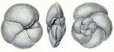 Image result for "globorotalia Scitula". Size: 235 x 107. Source: www.mikrotax.org