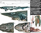 Image result for "apristurus Sinensis". Size: 132 x 107. Source: shark-references.com