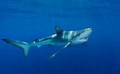 Image result for Blue Shark. Size: 174 x 107. Source: a-z-animals.com