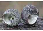Afbeeldingsresultaten voor "gibbula Pennanti". Grootte: 150 x 107. Bron: www.mediastorehouse.co.uk