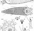 Image result for Notoscopelus Caudispinosus Anatomie. Size: 117 x 107. Source: www.researchgate.net