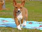 Image result for Basenji Hund. Size: 137 x 107. Source: www.thepetowners.com