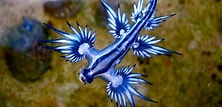 Image result for "Glaucus Atlanticus". Size: 222 x 107. Source: www.pinterest.ca