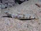 Image result for Synodus intermedius Feiten. Size: 141 x 107. Source: www.snorkeling-report.com