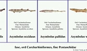 Image result for "apristurus Sinensis". Size: 181 x 107. Source: www.youtube.com