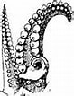 Image result for Rondeletiola minor. Size: 82 x 107. Source: en.wikipedia.org