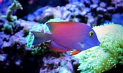 Image result for Tang Fish Species. Size: 180 x 107. Source: www.buildyouraquarium.com