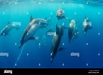 Image result for Delphinus capensis Soorten. Size: 147 x 107. Source: www.alamy.com