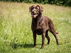 Image result for Labrador Retriever. Size: 143 x 107. Source: www.101dogbreeds.com
