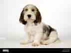 Billedresultat for Petit Basset Griffon Vendeen Puppies. størrelse: 143 x 107. Kilde: www.alamy.com