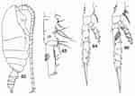 Afbeeldingsresultaten voor "spinocalanus Magnus". Grootte: 150 x 107. Bron: copepodes.obs-banyuls.fr
