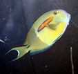 Image result for "ormosella Acanthurus". Size: 113 x 107. Source: www.seafishpool.com