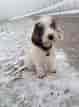 Billedresultat for Petit Basset Griffon Vendeen Puppies. størrelse: 79 x 107. Kilde: www.pinterest.co.uk