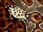 Image result for "lissocarcinus Polybioides". Size: 146 x 107. Source: www.shutterstock.com