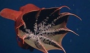 Afbeeldingsresultaten voor Vampyroteuthidae. Grootte: 180 x 107. Bron: www.pinterest.com
