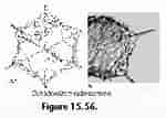 Image result for "plegmosphaera Pachyplegma". Size: 150 x 107. Source: www.uv.es