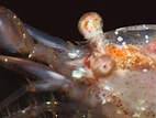 Image result for "thoralus Cranchii". Size: 142 x 107. Source: www.aphotomarine.com