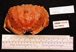 Image result for "calappa Sulcata". Size: 154 x 107. Source: www.marinespecies.org