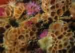 Image result for "hemimycale Columella". Size: 150 x 107. Source: www.britishmarinelifepictures.co.uk