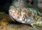 Image result for Synodus intermedius Feiten. Size: 149 x 107. Source: doris.ffessm.fr