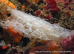 Image result for "clathrina Contorta". Size: 146 x 107. Source: mer-littoral.org