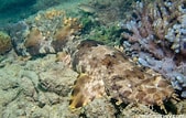 Image result for Orectolobus ornatus. Size: 169 x 107. Source: reeflifesurvey.com