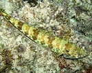 Image result for Synodus intermedius Feiten. Size: 134 x 107. Source: reefguide.org