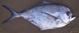 Image result for Ceratoscopelus maderensis Geslacht. Size: 253 x 107. Source: adriaticnature.me