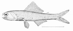 Image result for Notoscopelus Caudispinosus Anatomie. Size: 252 x 107. Source: wpclipart.com
