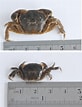 Image result for Hemigrapsus crenulatus. Size: 82 x 107. Source: www.researchgate.net