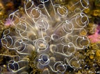 Afbeeldingsresultaten voor Clavelina lepadiformis colonial Ascidian. Grootte: 144 x 107. Bron: www.flickr.com