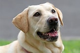 Image result for Labrador Retriever. Size: 163 x 107. Source: dogbreedsss.blogspot.com