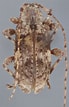 Image result for Notoscopelus Caudispinosus. Size: 69 x 107. Source: bezbycids.com
