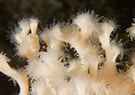 Image result for Lophelia pertusa Geslacht. Size: 152 x 107. Source: www.seawater.no