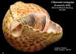 Image result for "charonia Variegata". Size: 150 x 108. Source: calphotos.berkeley.edu