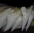 Image result for "hemipristis Elongatus". Size: 111 x 108. Source: phatfossils.com
