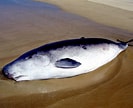 Image result for Pygmy sperm Whale. Size: 133 x 108. Source: otlibrary.com