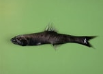 Image result for "lampanyctus Festivus". Size: 151 x 108. Source: www.marinespecies.org