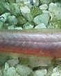 Image result for Caragobius urolepis. Size: 88 x 108. Source: www.researchgate.net