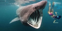 Image result for Biggest Ocean Animal. Size: 218 x 108. Source: www.pinterest.com