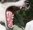 Image result for dentition du chien adulte. Size: 116 x 108. Source: www.vetopsy.fr
