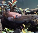 Image result for macrostoma. Size: 124 x 108. Source: arcyaquariums.com
