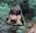 Image result for Smooth Trunkfish Genus. Size: 117 x 108. Source: pixels.com