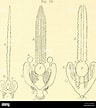 Afbeeldingsresultaten voor Chaetoderma Anatomie. Grootte: 96 x 108. Bron: www.alamy.com