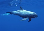 Image result for Pygmy sperm Whale. Size: 156 x 108. Source: carnivora.net