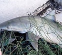 Image result for "carcharhinus Isodon". Size: 123 x 108. Source: www.fischlexikon.eu